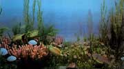 白堊紀海洋生物群落