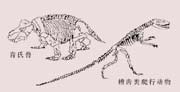 槽齒類爬行動物和肯氏獸