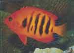 火焰刺尻魚