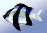 宅泥魚