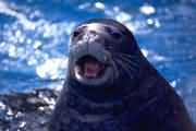 海 獅