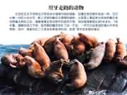 用牙齒走路的動物——海象