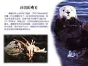 珍貴的皮毛
