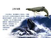 言傳身教北海獅