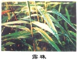 露珠