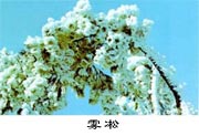 霧凇